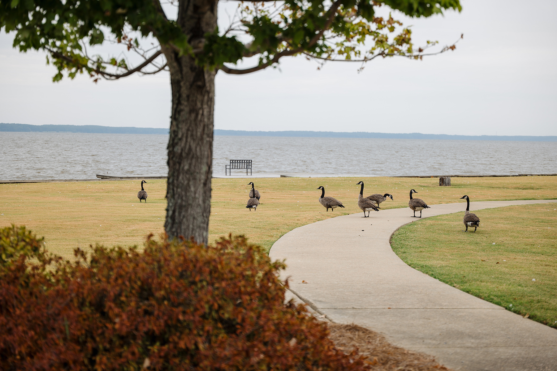 Geese at Park